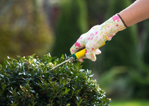 Hedge cutting service for a residential property in Tower Hamlets